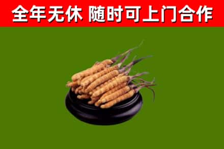 永定回收冬虫夏草