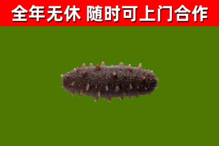 永定烟酒回收干海参.jpg